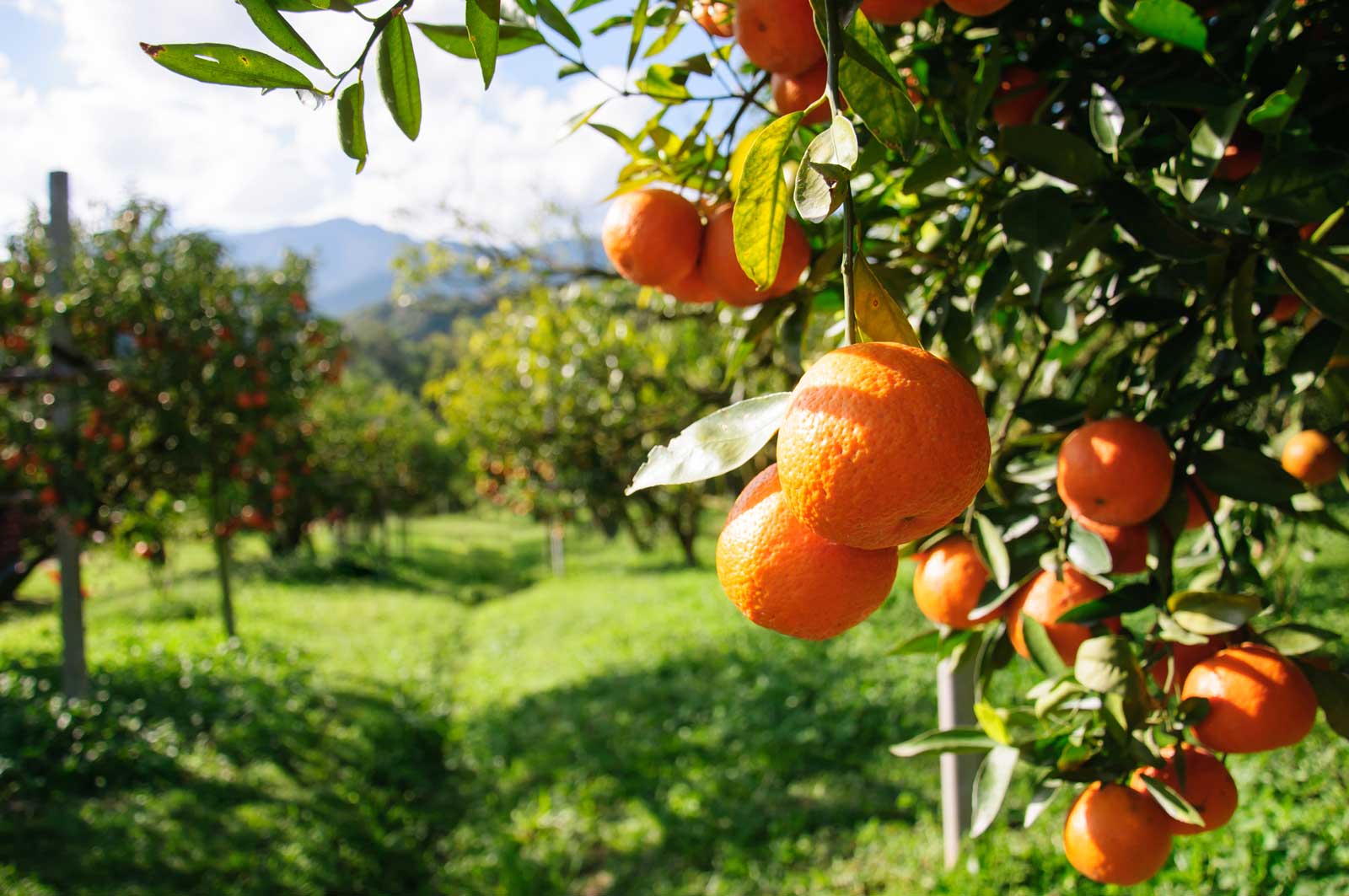 A sunlit orchard filled with ripe oranges, symbolizing the growth of financial success through patience, strategic planning, and consistent effort.